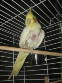 Found Cockatiel