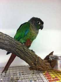 Found Conure