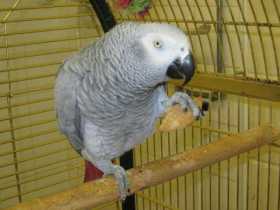 Found African Grey