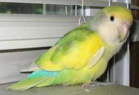 Found Lovebird