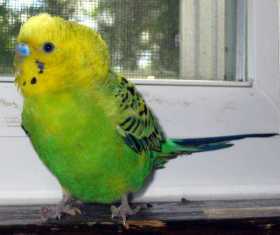Found Parakeet