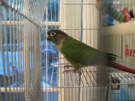 Found Conure