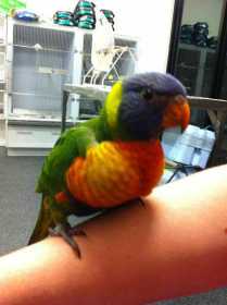 Found Lory / Lorikeet