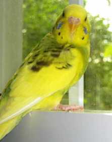 Found Parakeet