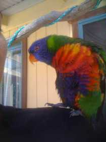 Found Lory / Lorikeet
