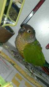 Found Conure