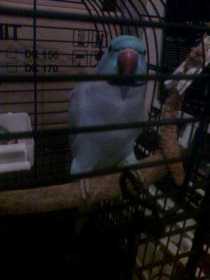 Found Indian Ringneck Parakeet
