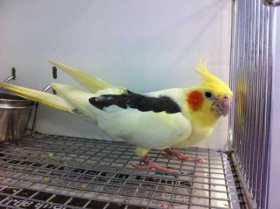 Found Cockatiel