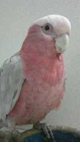 Found Galah Cockatoo