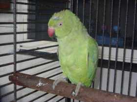 Found Indian Ringneck Parakeet