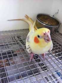 Found Cockatiel