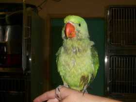 Found Alexandrine