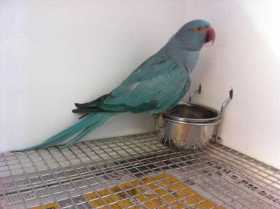 Found Indian Ringneck Parakeet