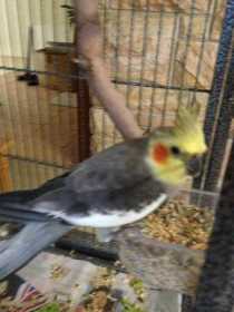 Found Cockatiel
