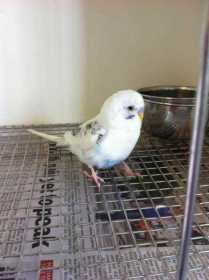 Found Budgerigar