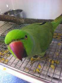 Found Indian Ringneck Parakeet