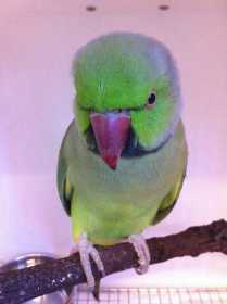 Found Indian Ringneck Parakeet