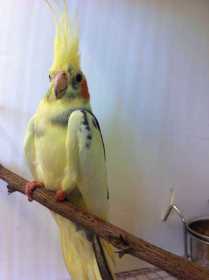 Found Cockatiel