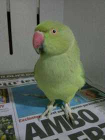 Found Indian Ringneck Parakeet