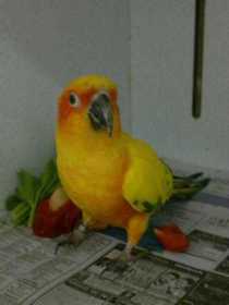 Found Conure