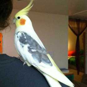 Found Cockatiel