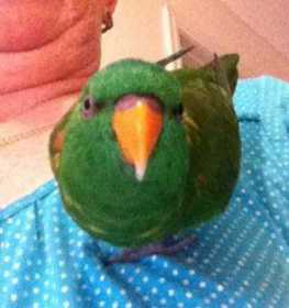 Found Lory / Lorikeet