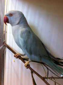 Found Indian Ringneck Parakeet