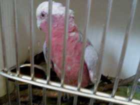 Found Galah Cockatoo