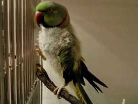 Found Indian Ringneck Parakeet