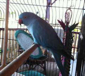 Found Indian Ringneck Parakeet