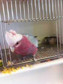 Found Galah Cockatoo