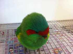 Found Lory / Lorikeet