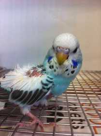 Found Budgerigar