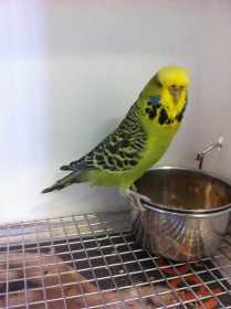 Found Budgerigar