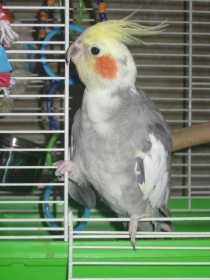 Found Cockatiel