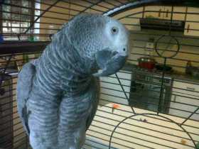 Found African Grey