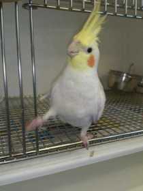 Found Cockatiel