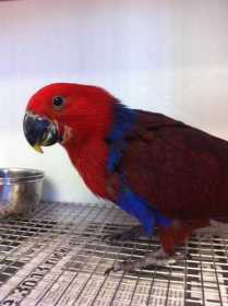 Found Eclectus