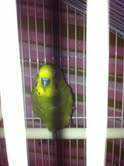 Found Parakeet