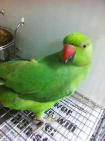 Found Indian Ringneck Parakeet