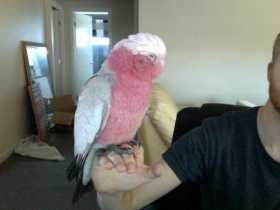 Found Galah Cockatoo