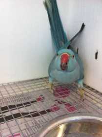 Found Indian Ringneck Parakeet