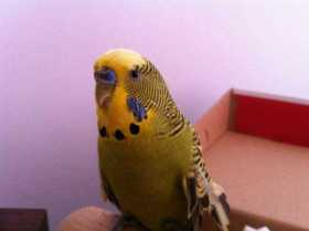 Found Budgerigar