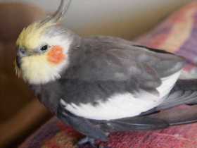Found Cockatiel