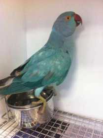 Found Indian Ringneck Parakeet