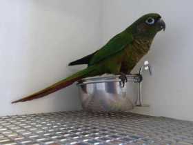 Found Conure