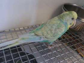 Found Budgerigar