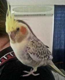 Found Cockatiel