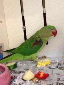 Found Alexandrine