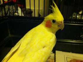 Found Cockatiel
